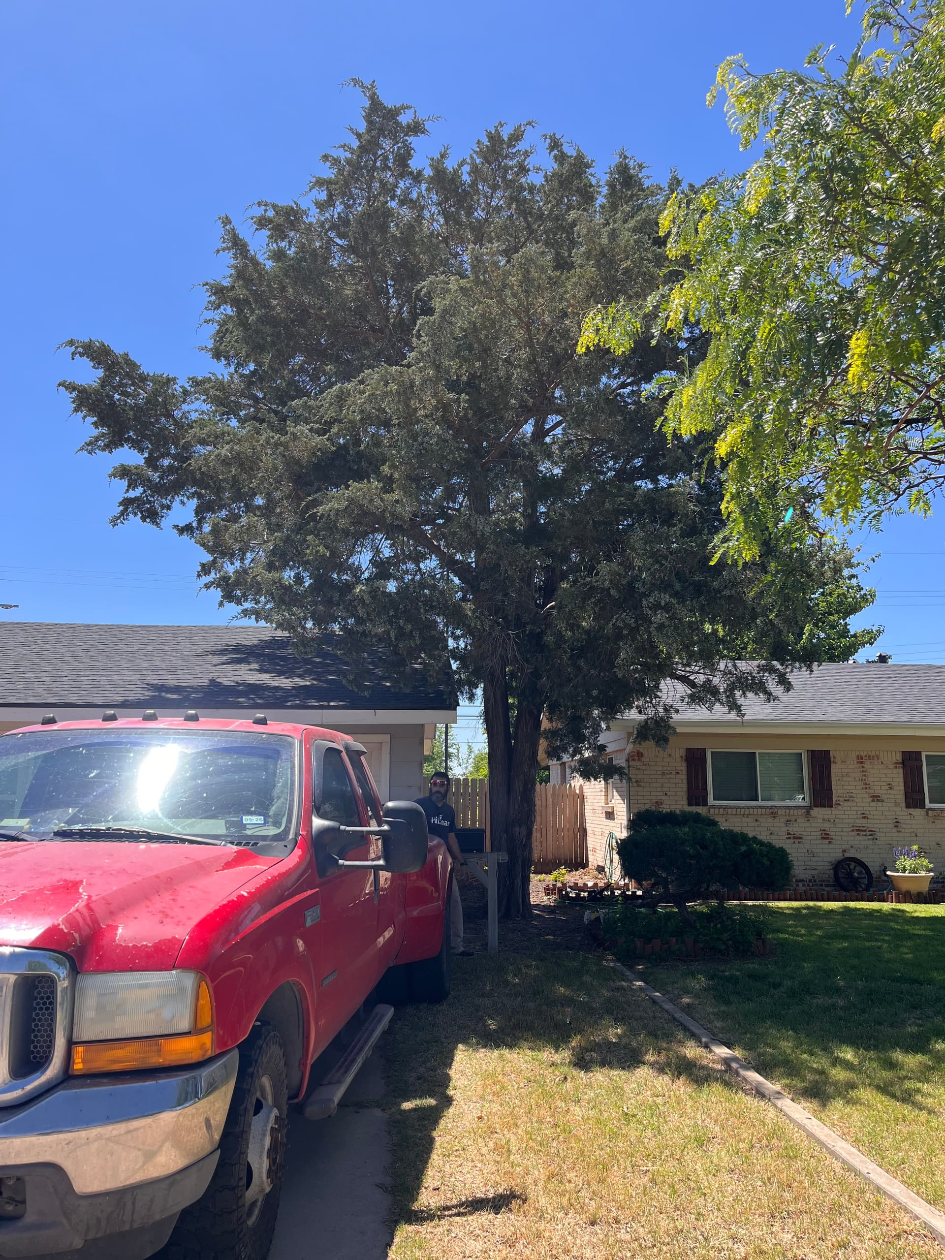 Cedar tree in Borger (Before) 5/8/25