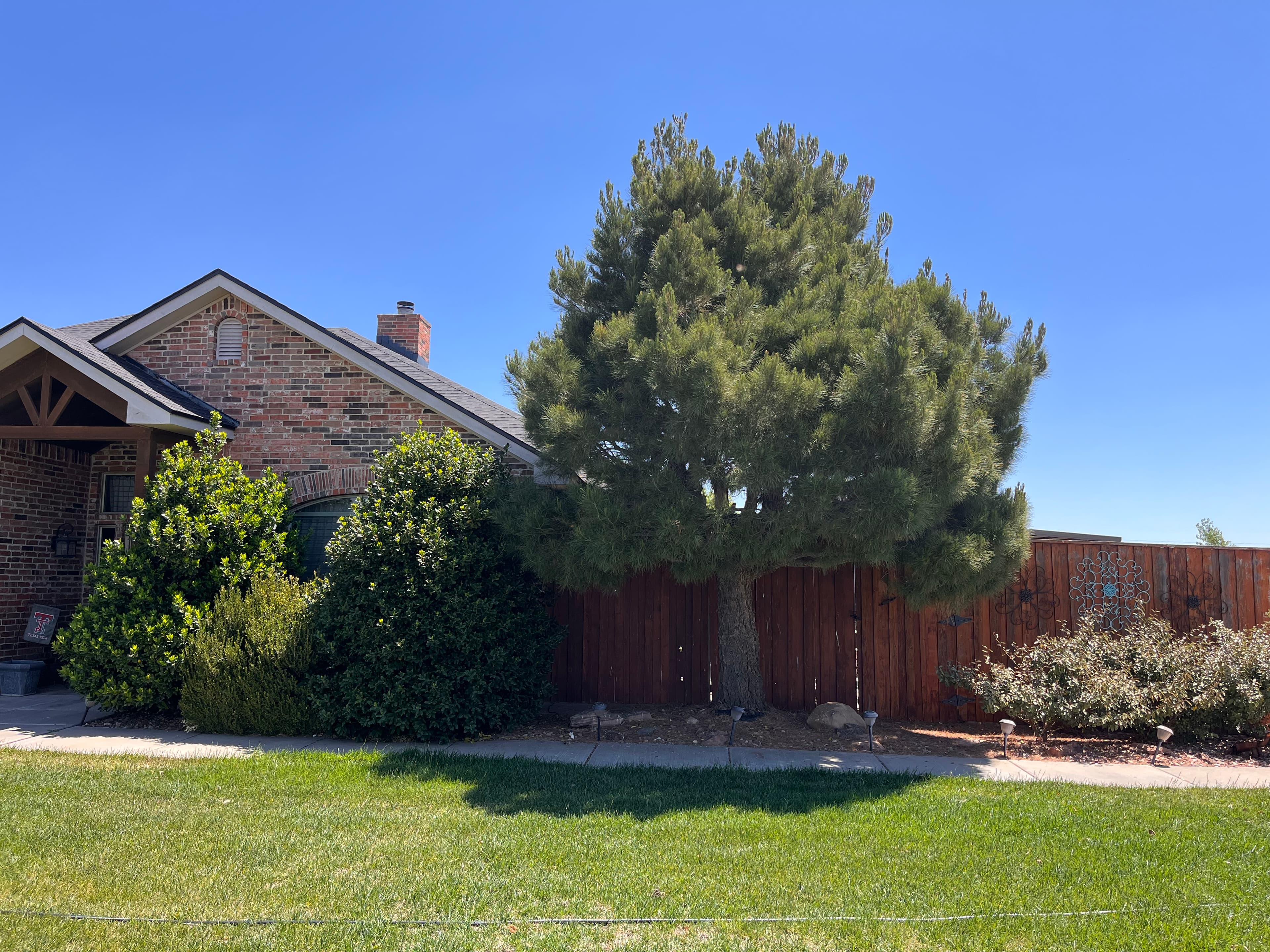 Pine Tree and Brush Removal