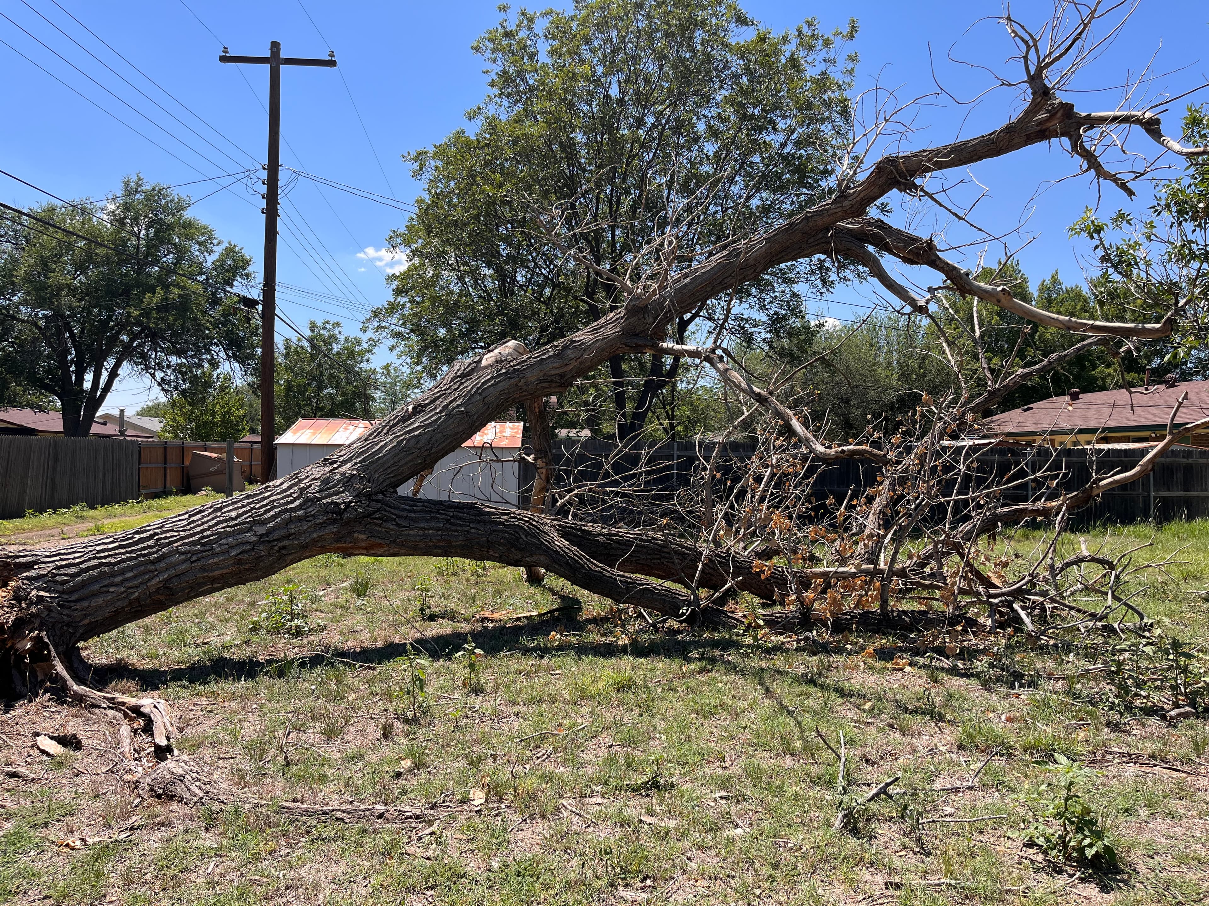 Blown over elm in Amarillo